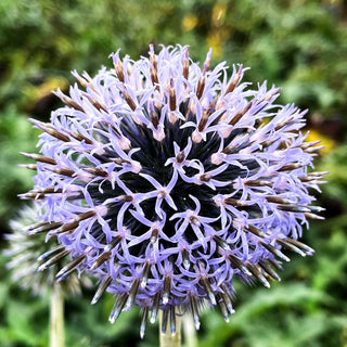 Banater Kugeldistel 'Blue Globe' (Echinops banaticus)