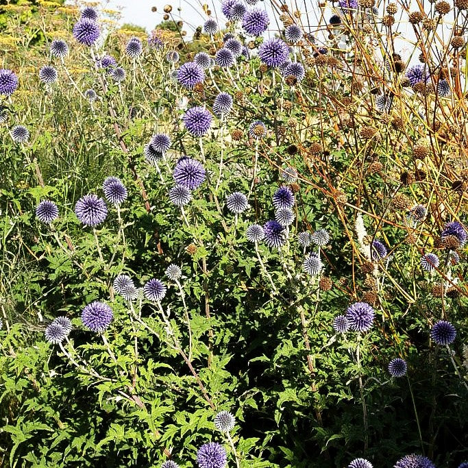 Banater Kugeldistel 'Blue Globe' (Echinops banaticus)