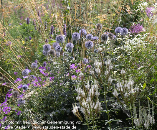 Banater Kugeldistel 'Taplow Blue' (Echinops banaticus)