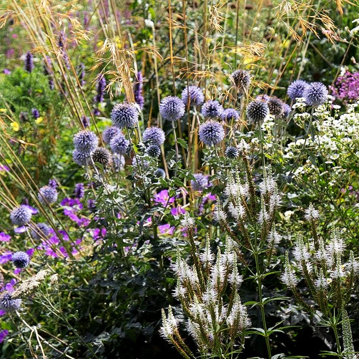 Banater Kugeldistel 'Taplow Blue' (Echinops banaticus)