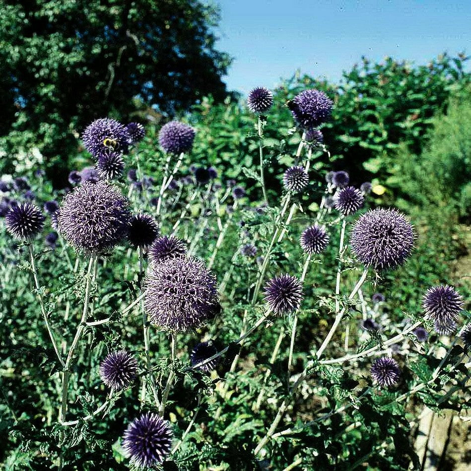 Banater Kugeldistel 'Taplow Blue' (Echinops banaticus)