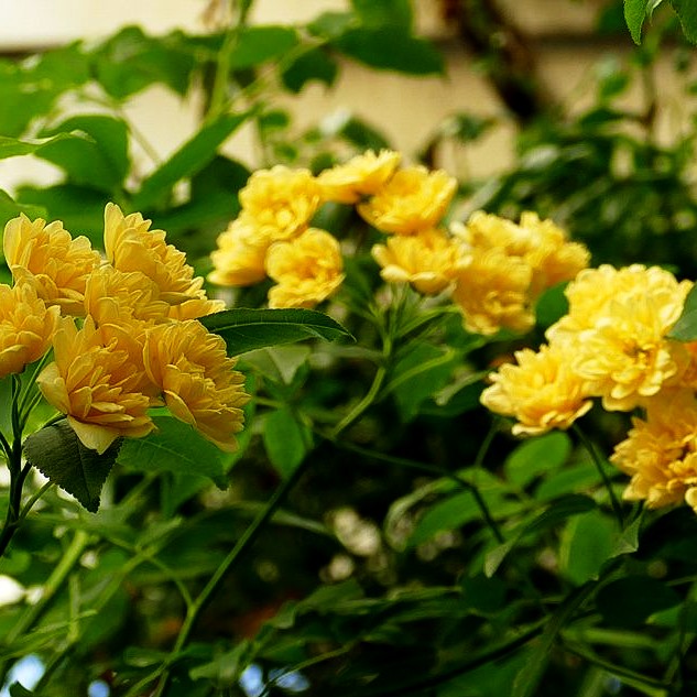 Bank' s Rose, Meraner Röschen 'Lutea' (Rosa banksiae KL VII)
