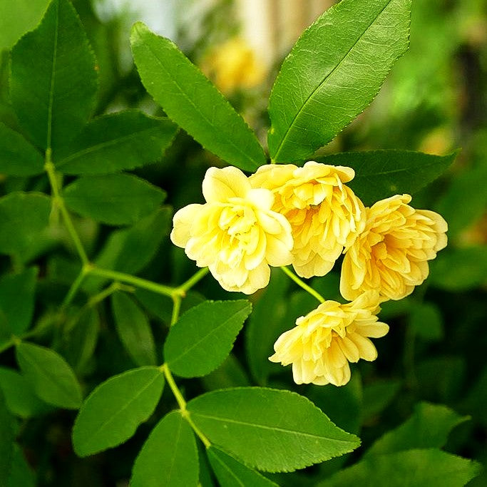 Bank' s Rose, Meraner Röschen 'Lutea' (Rosa banksiae KL VII)