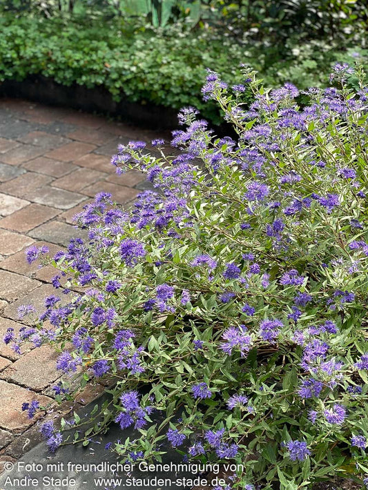 Bartblume 'Blauer Spatz' (Caryopteris clandonensis)