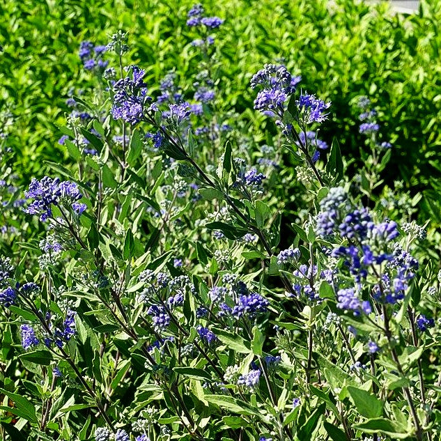 Bartblume 'Blauer Spatz' (Caryopteris clandonensis)