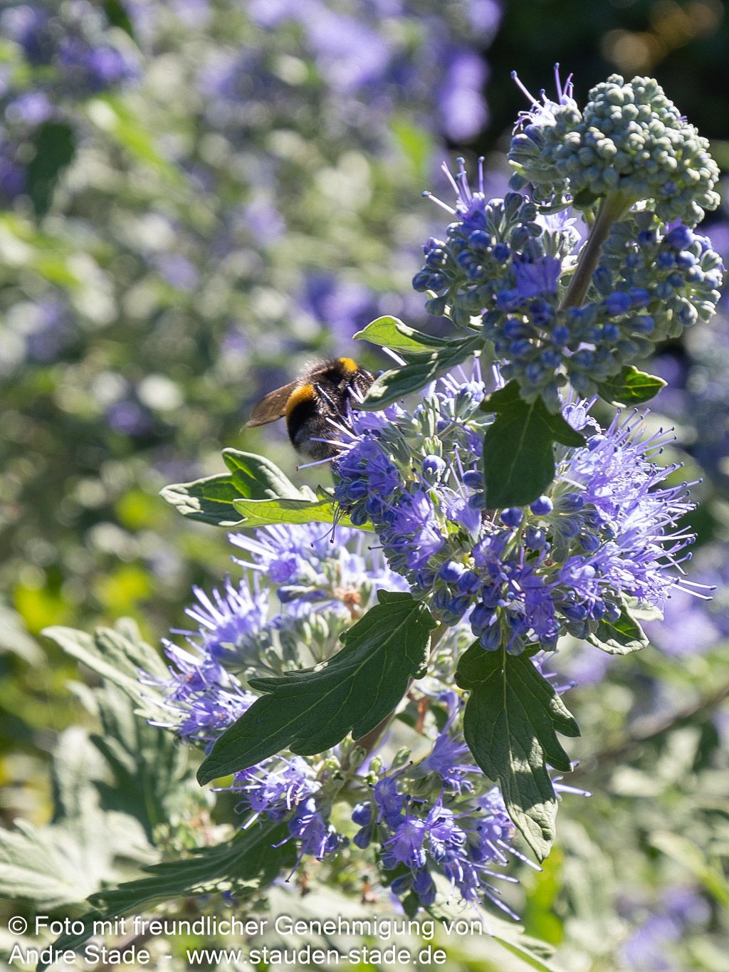 Bartblume 'Blauer Spatz' (Caryopteris clandonensis)