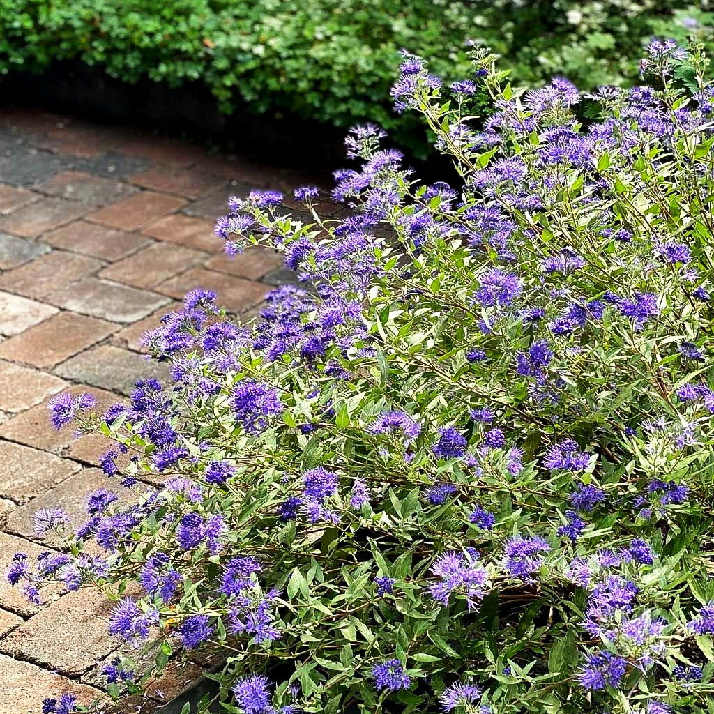 Bartblume 'Blauer Spatz' (Caryopteris clandonensis)