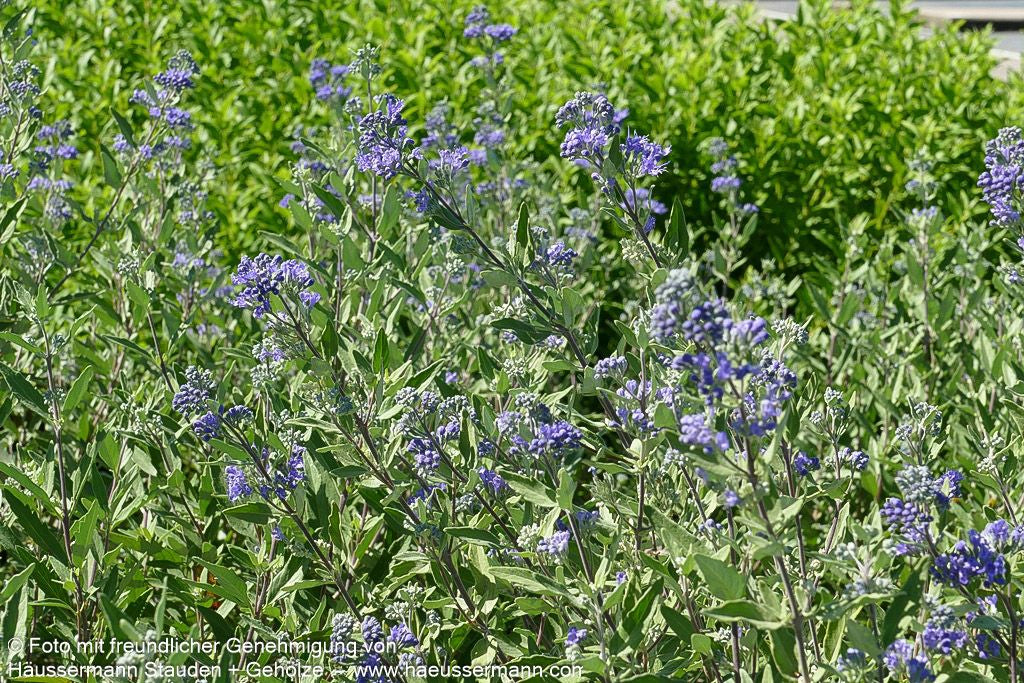Bartblume 'Blauer Spatz' (Caryopteris clandonensis)