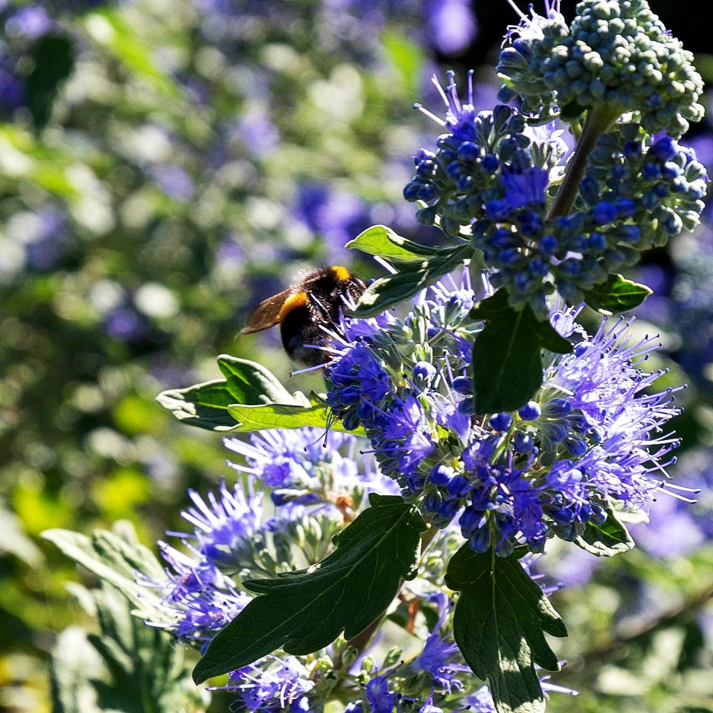 Bartblume 'Blauer Spatz' (Caryopteris clandonensis)