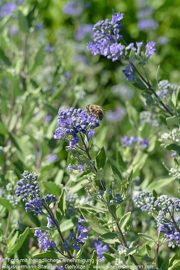 Bartblume 'Blauer Spatz' (Caryopteris clandonensis)