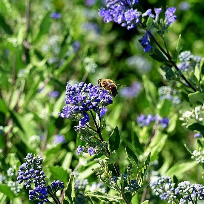 Bartblume 'Blauer Spatz' (Caryopteris clandonensis)
