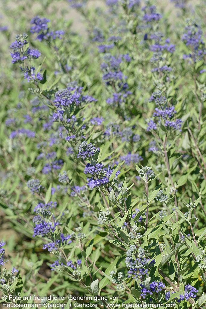 Bartblume 'Blauer Spatz' (Caryopteris clandonensis)