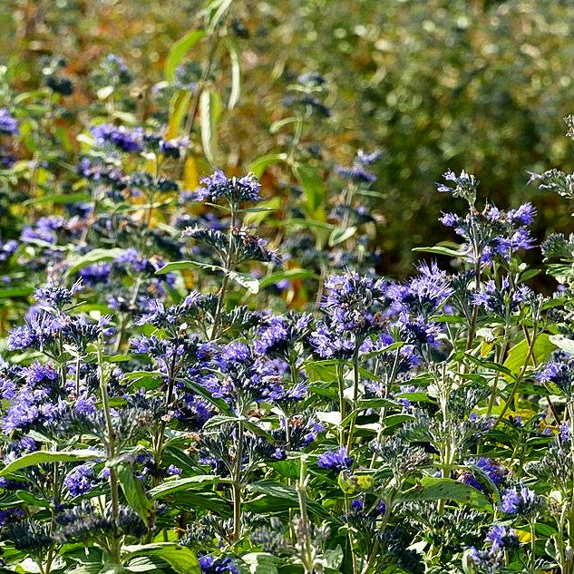 Bartblume 'Blue Empire' (Caryopteris clandonensis)