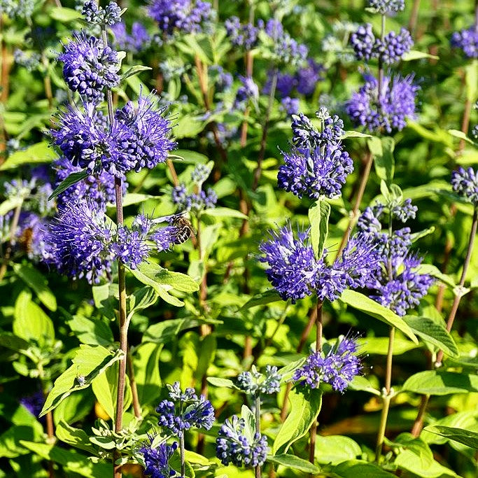 Bartblume 'Blue Empire' (Caryopteris clandonensis)