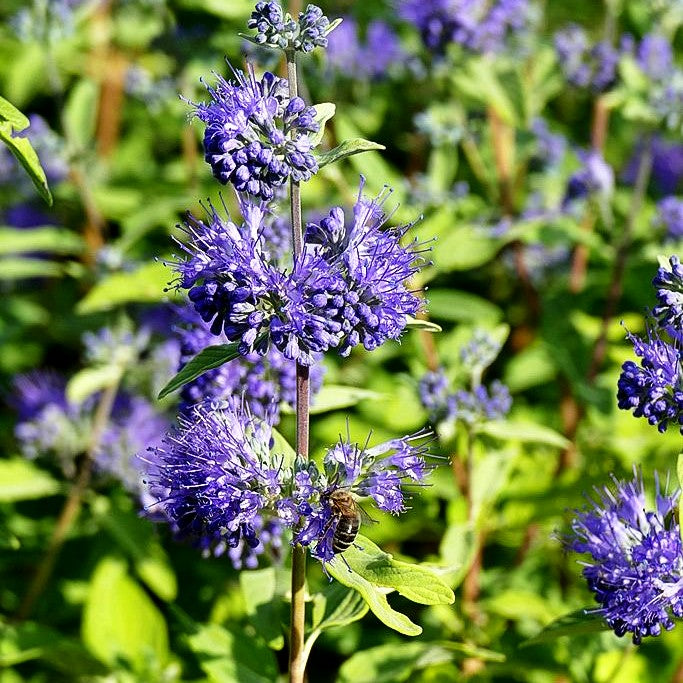 Bartblume 'Blue Empire' (Caryopteris clandonensis)