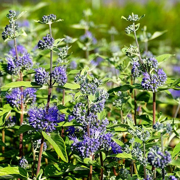 Bartblume 'Blue Empire' (Caryopteris clandonensis)
