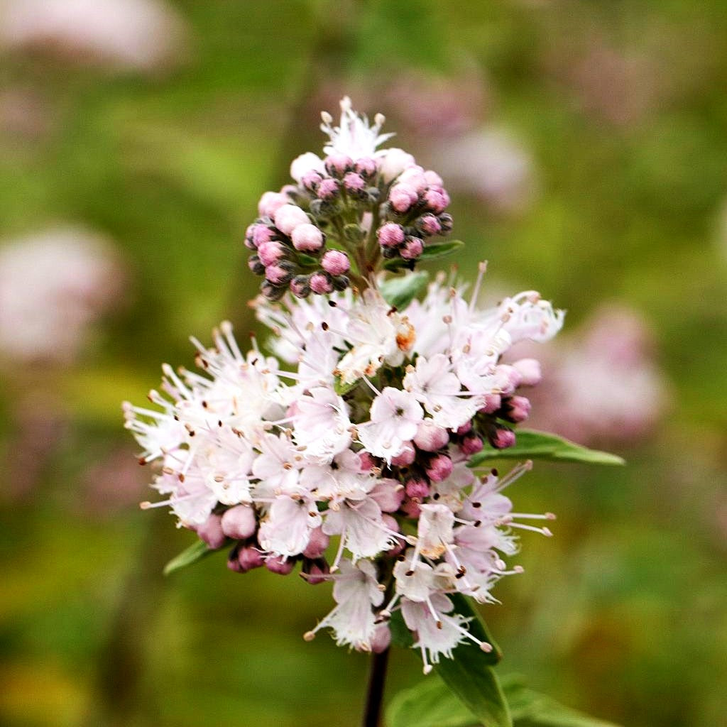 Bartblume 'Camara Pink' (Caryopteris clandonensis)
