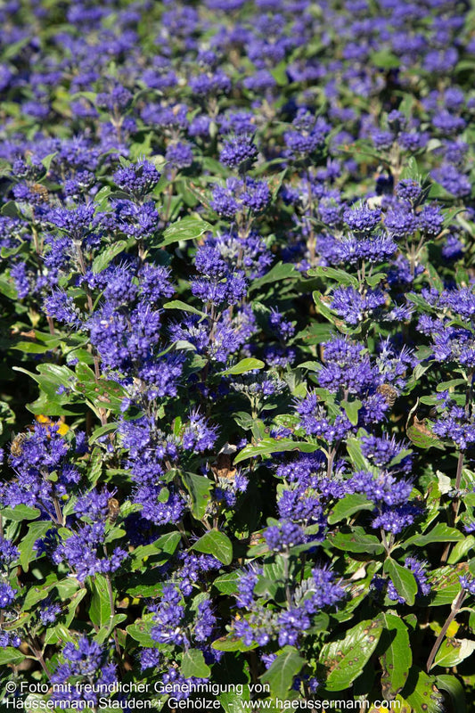 Bartblume 'Dark Knight' (Caryopteris clandonensis)