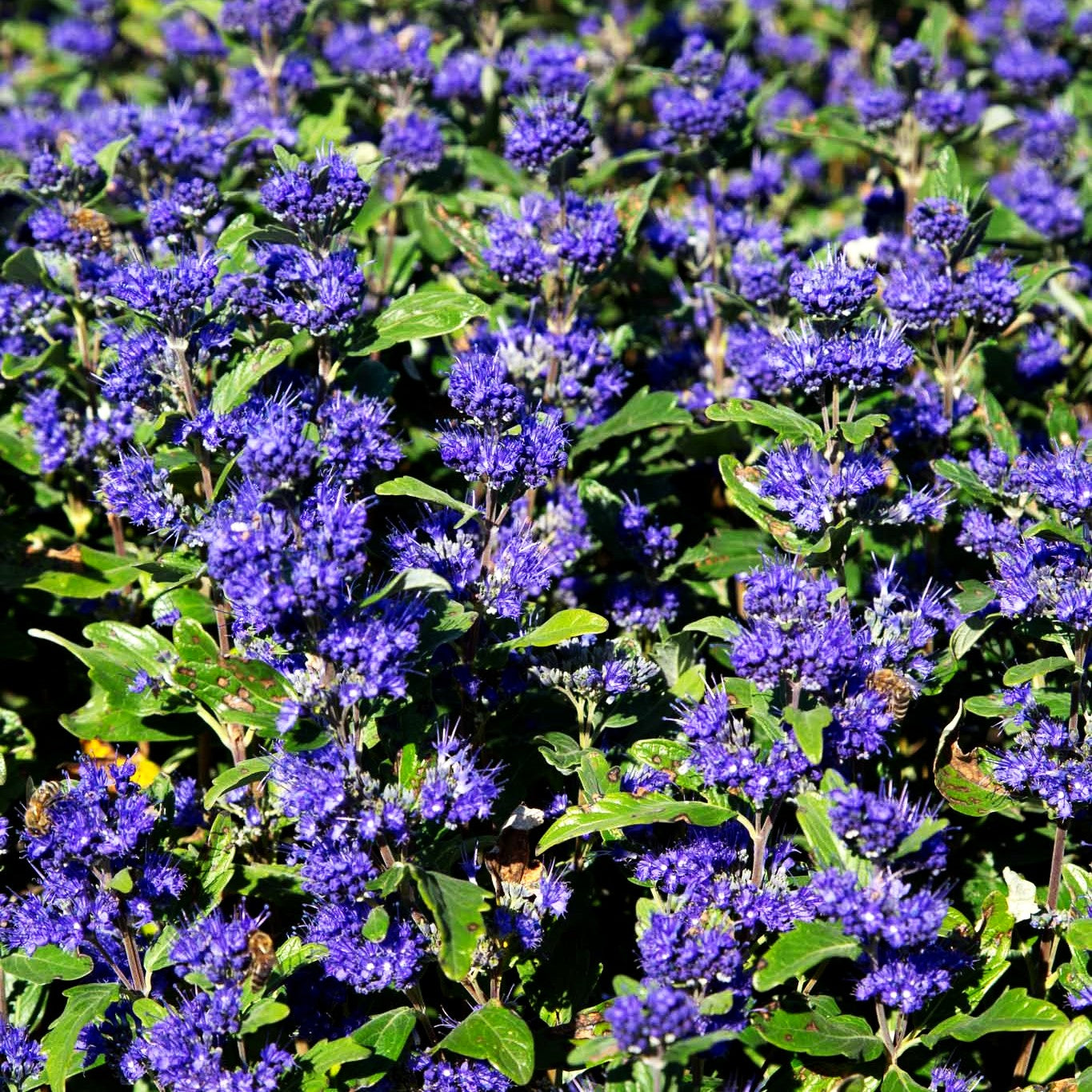 Bartblume 'Dark Knight' (Caryopteris clandonensis)