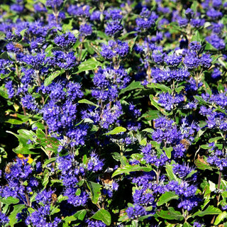 Bartblume 'Dark Knight' (Caryopteris clandonensis)