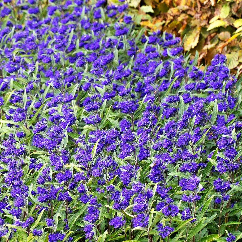 Bartblume 'Dark Knight' (Caryopteris clandonensis)