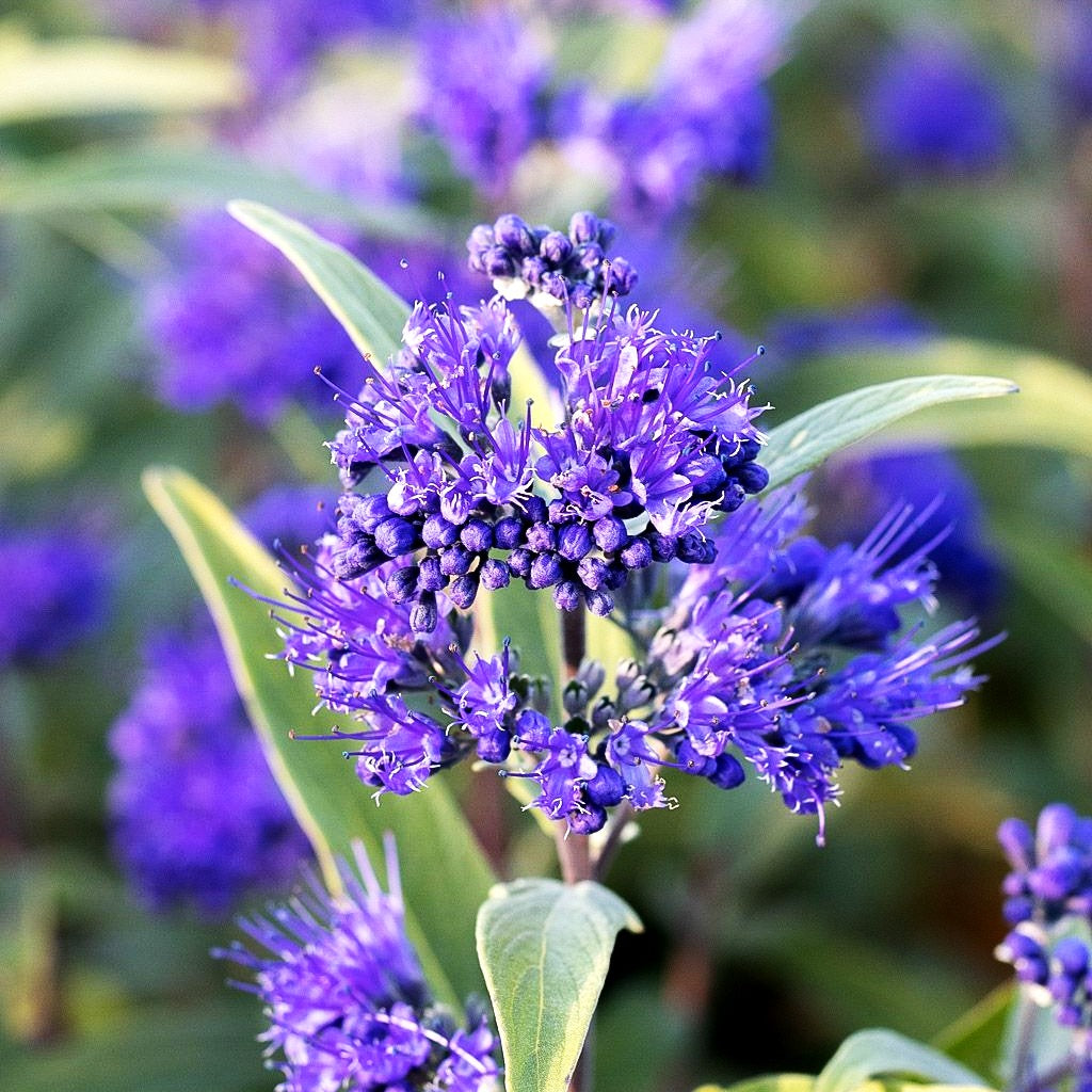Bartblume 'Dark Knight' (Caryopteris clandonensis)