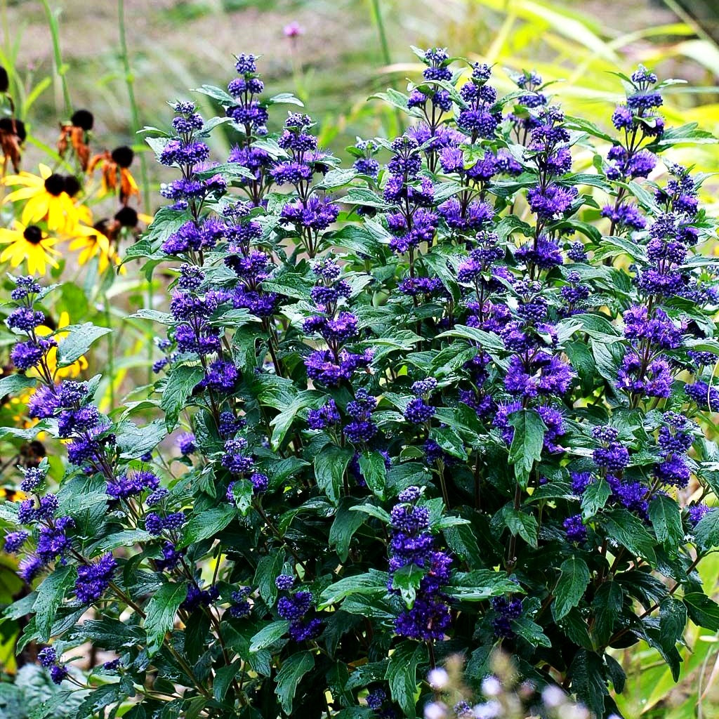 Bartblume 'Dark Knight' (Caryopteris clandonensis)