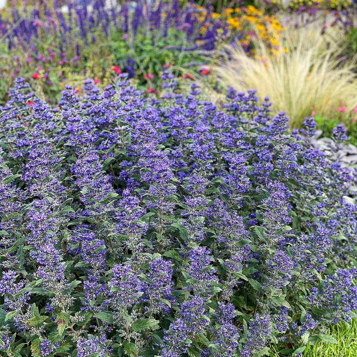 Bartblume 'Emerald Crest' (Caryopteris clandonensis)