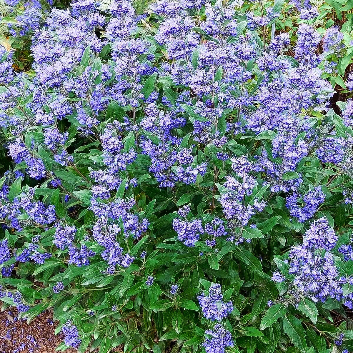 Bartblume 'Emerald Crest' (Caryopteris clandonensis)