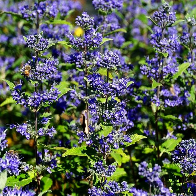 Bartblume 'Emerald Crest' (Caryopteris clandonensis)
