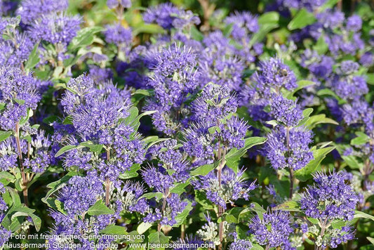 Bartblume 'Grand Bleu' (Caryopteris clandonensis)