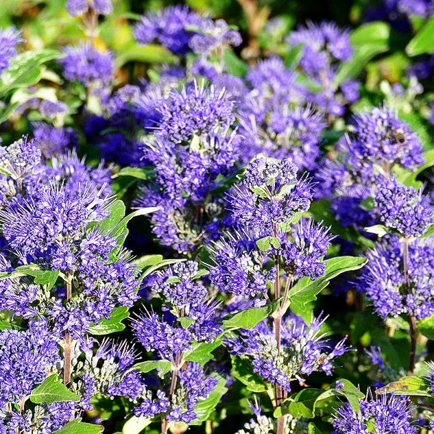 Bartblume 'Grand Bleu' (Caryopteris clandonensis)