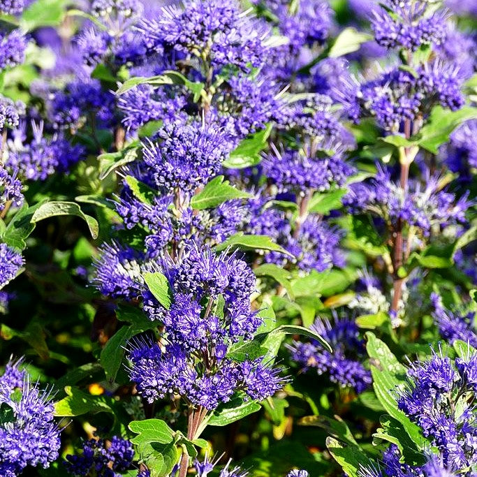 Bartblume 'Grand Bleu' (Caryopteris clandonensis)