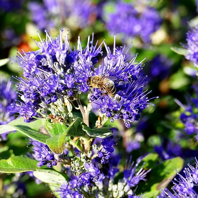 Bartblume 'Grand Bleu' (Caryopteris clandonensis)