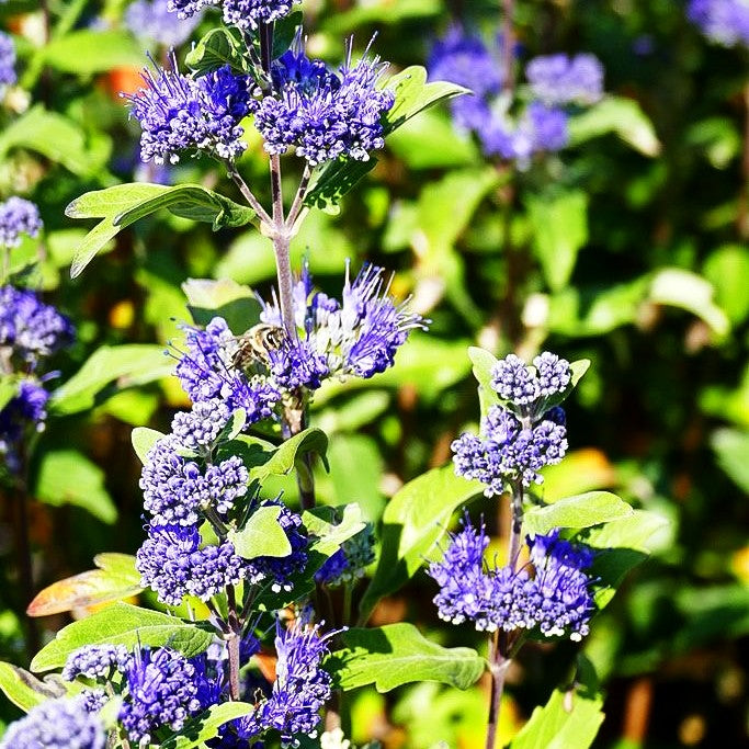 Bartblume 'Grand Bleu' (Caryopteris clandonensis)