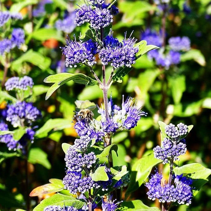 Bartblume 'Grand Bleu' (Caryopteris clandonensis)