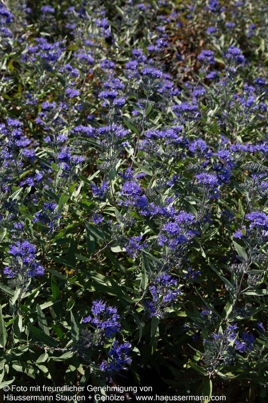 Bartblume 'Heavenly Blue' (Caryopteris clandonensis)