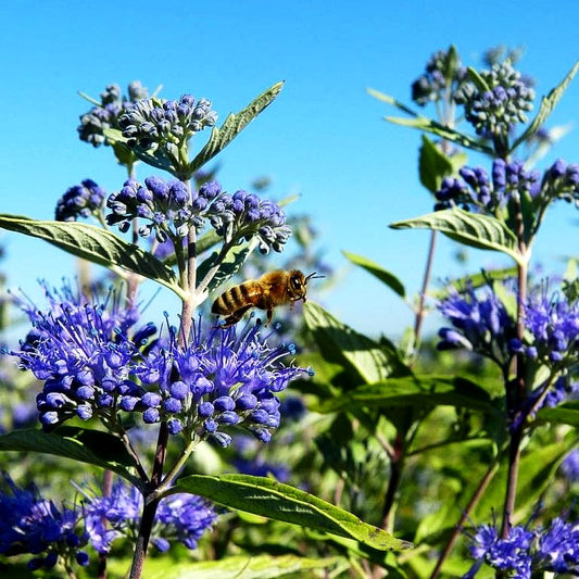 Bartblume 'Heavenly Blue' (Caryopteris clandonensis)