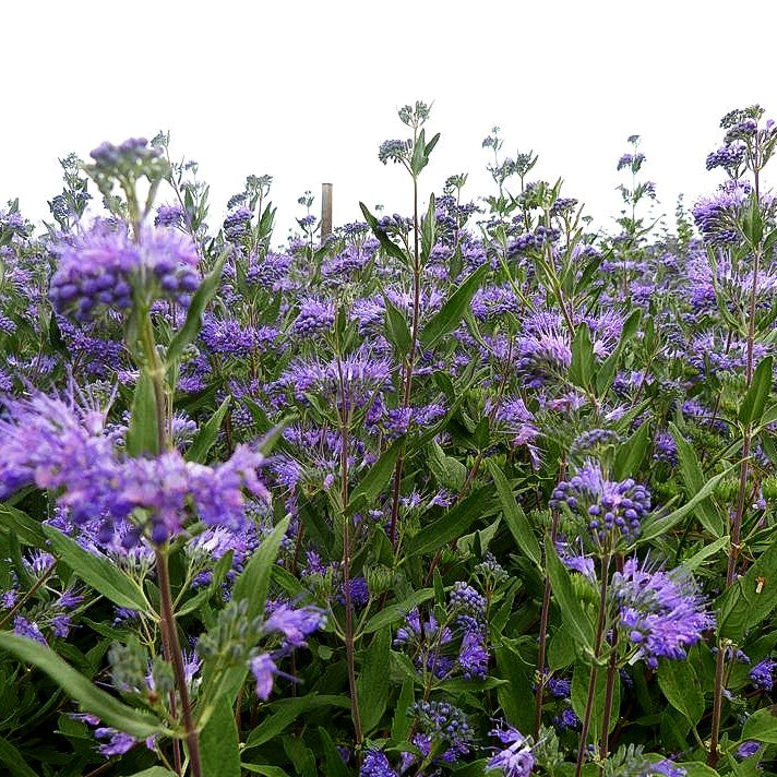 Bartblume 'Heavenly Blue' (Caryopteris clandonensis)