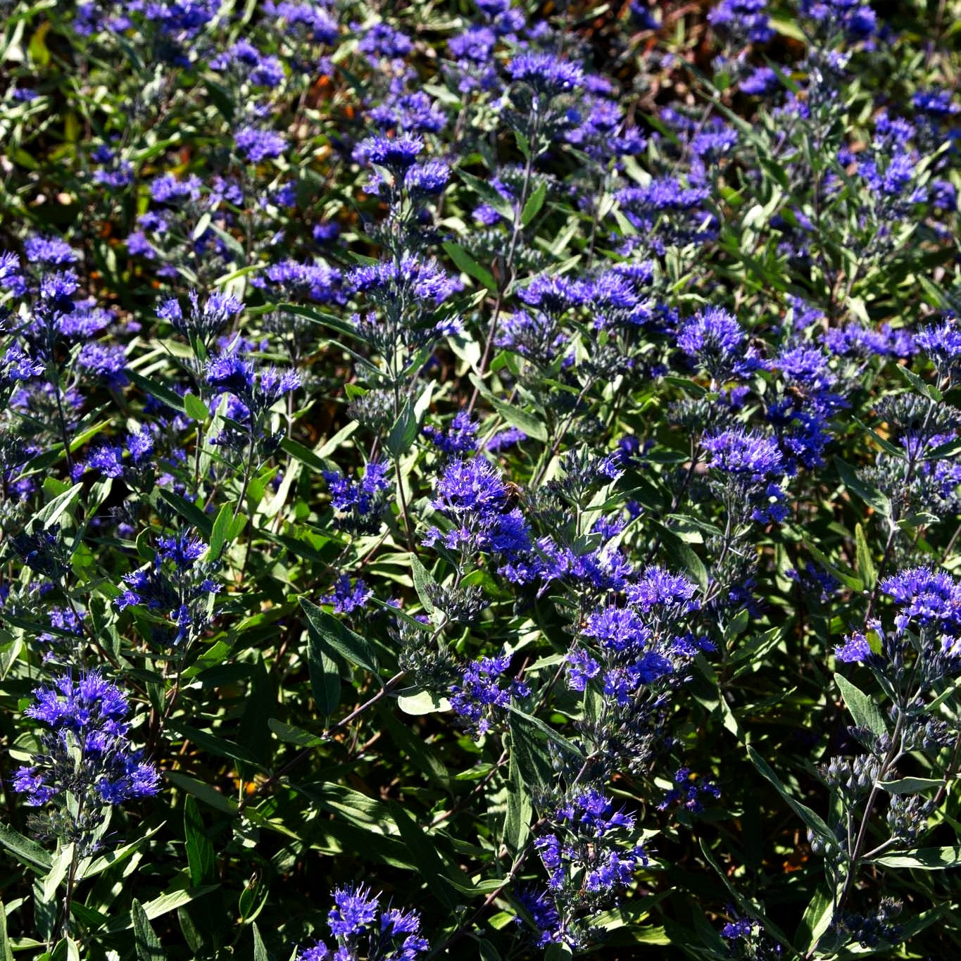 Bartblume 'Heavenly Blue' (Caryopteris clandonensis)