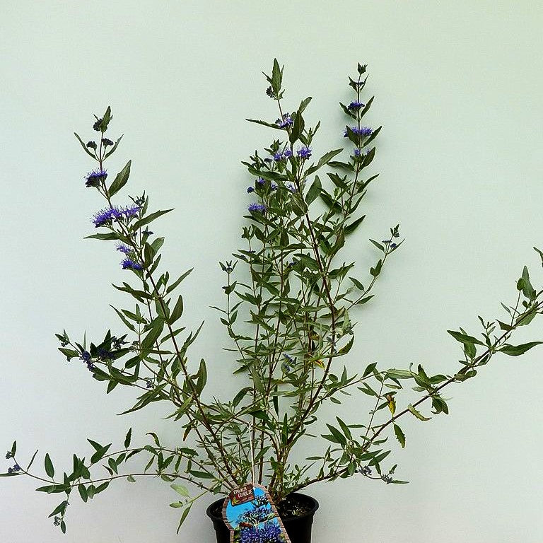 Bartblume 'Heavenly Blue' (Caryopteris clandonensis)