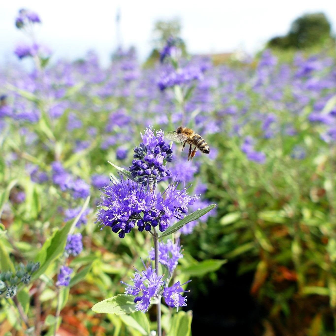 Bartblume 'Heavenly Blue' (Caryopteris clandonensis)