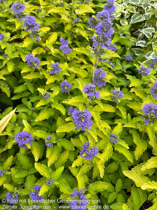 Bartblume 'Hint of Gold' (Caryopteris clandonensis)