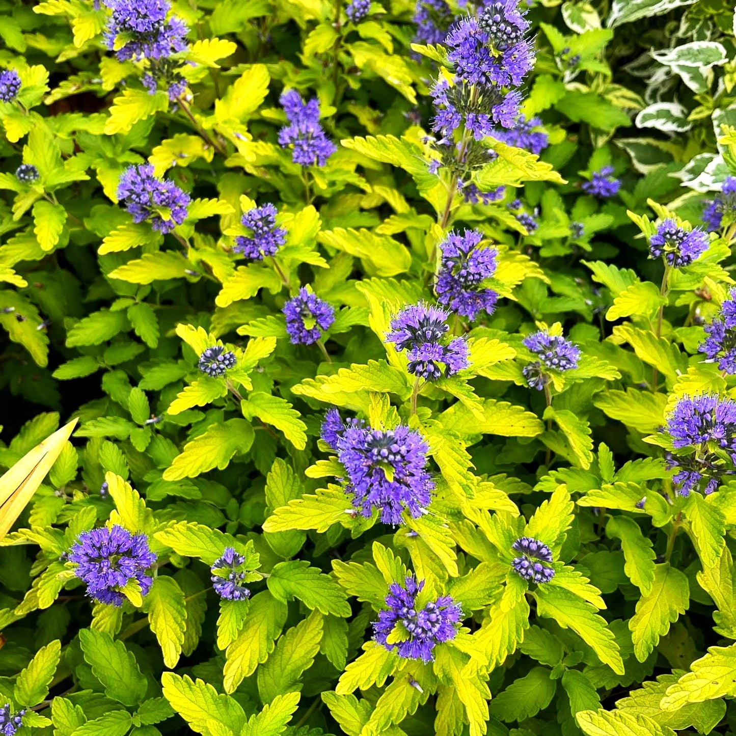 Bartblume 'Hint of Gold' (Caryopteris clandonensis)
