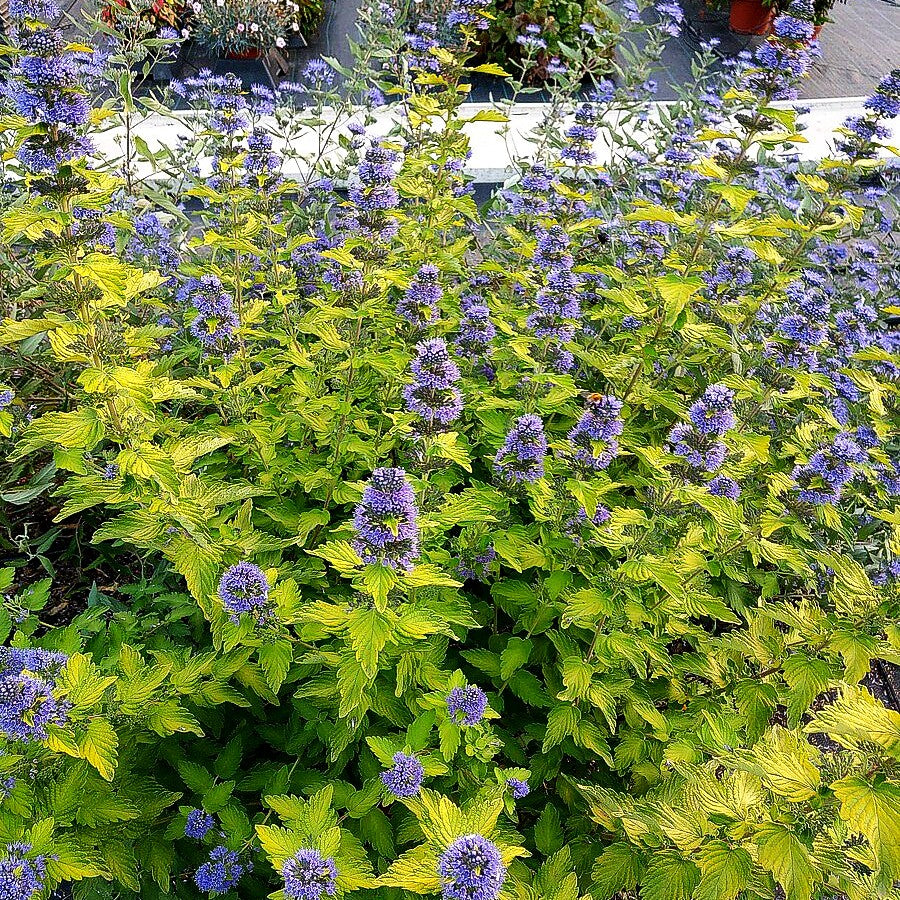 Bartblume 'Hint of Gold' (Caryopteris clandonensis)