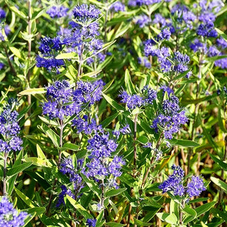 Bartblume 'Kew Blue' (Caryopteris clandonensis)