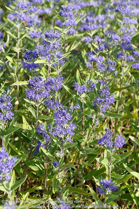 Bartblume 'Kew Blue' (Caryopteris clandonensis)