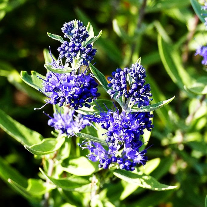 Bartblume 'Kew Blue' (Caryopteris clandonensis)
