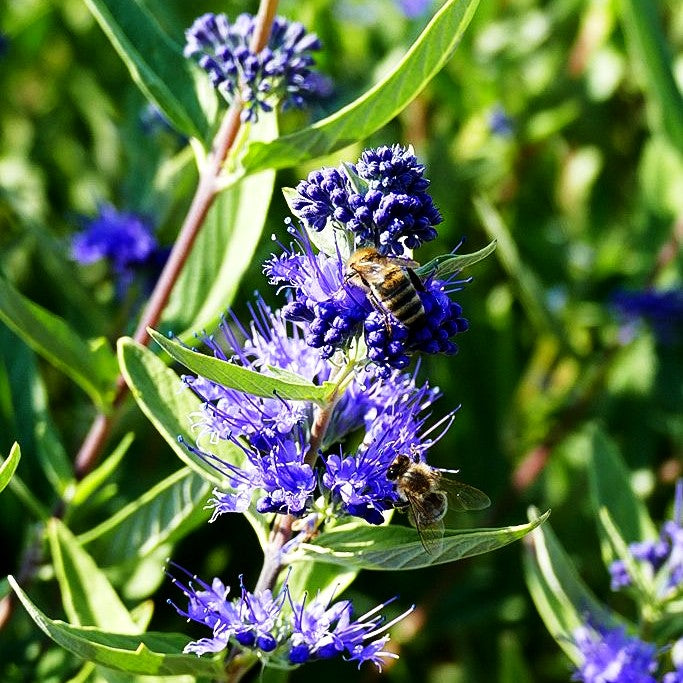 Bartblume 'Kew Blue' (Caryopteris clandonensis)
