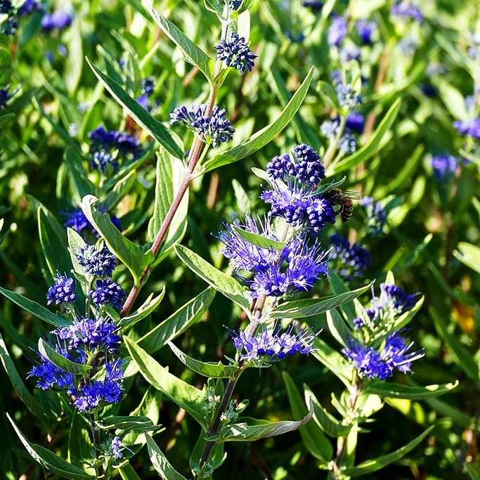 Bartblume 'Kew Blue' (Caryopteris clandonensis)
